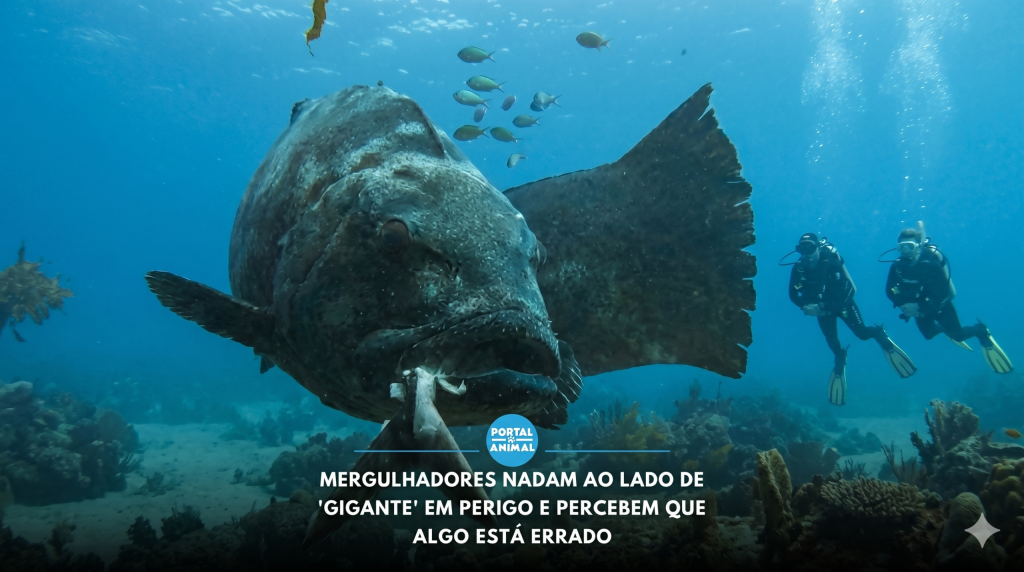 mergulhadores-nadam-ao-lado-de-gigante