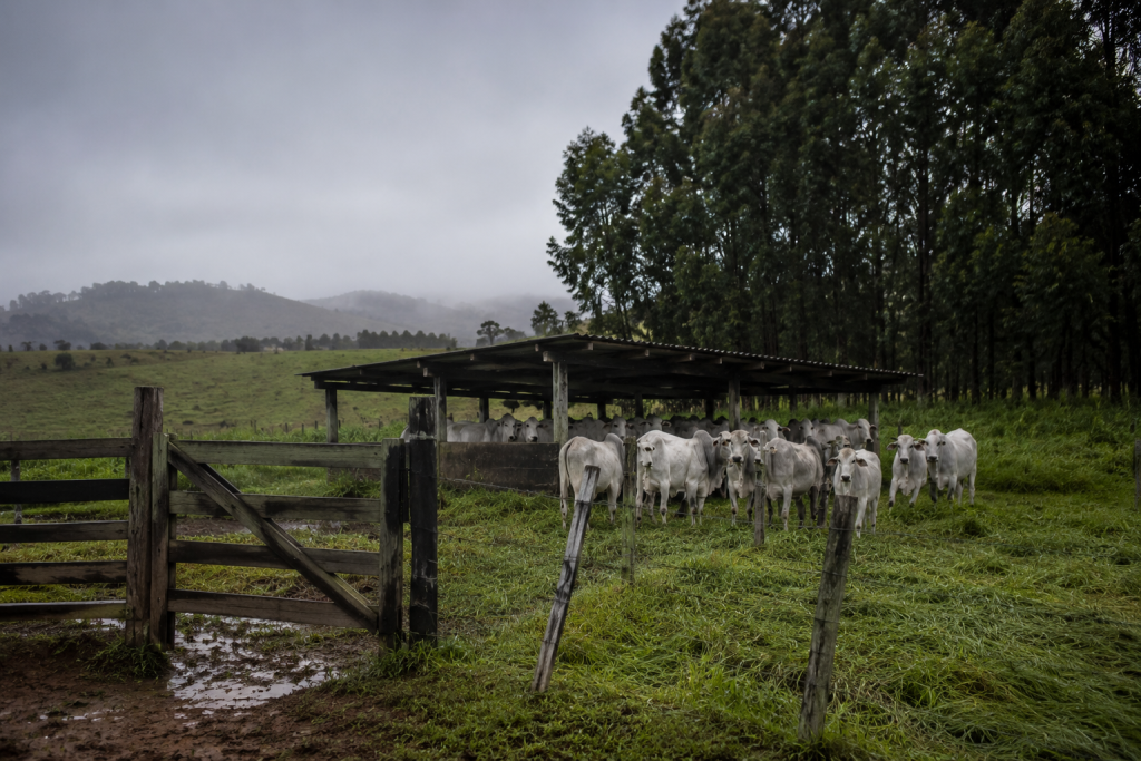 frio-extremo-mata-mais-de-80-bovinos-em-mato-grosso-do-sul