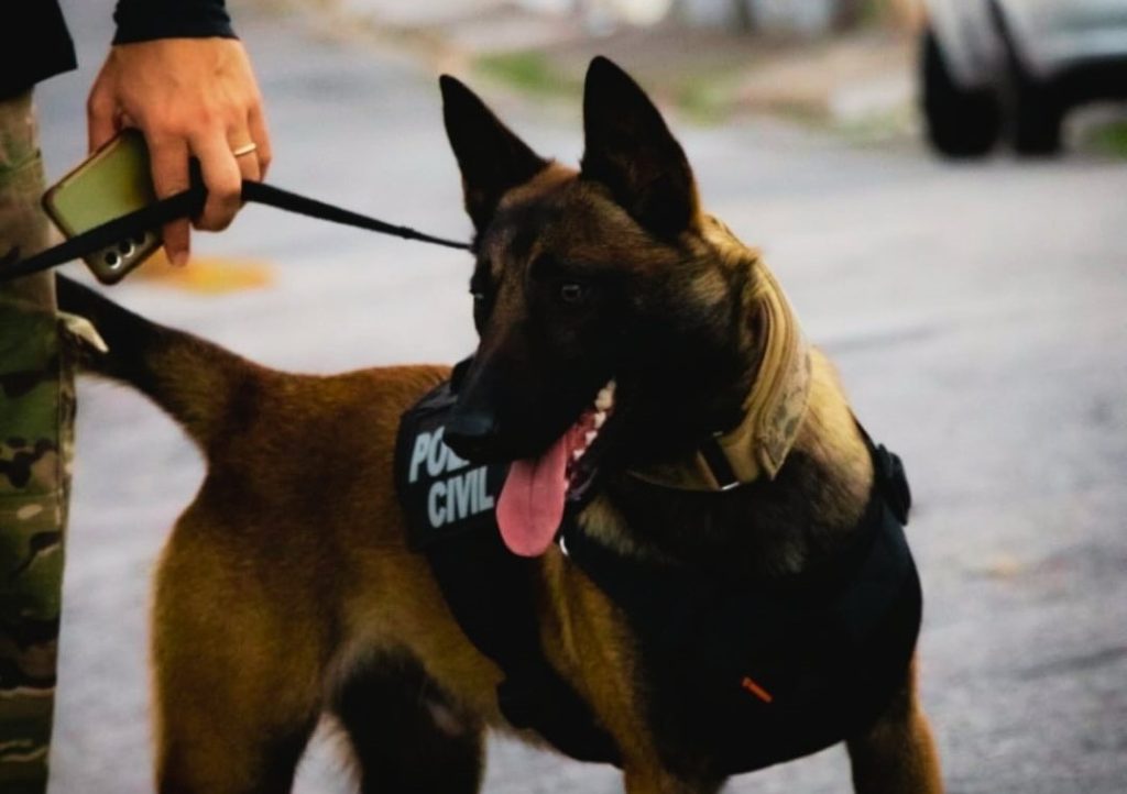 REGULAMENTAÇÃO DO USO DE CÃES PELA POLÍCIA CIVIL regulamentacao-do-uso-de-caes-pela-policia-civil